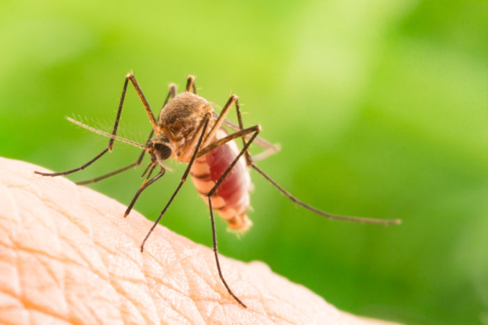 mitas apie maliariją