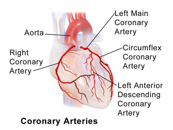 vainikinių arterijų