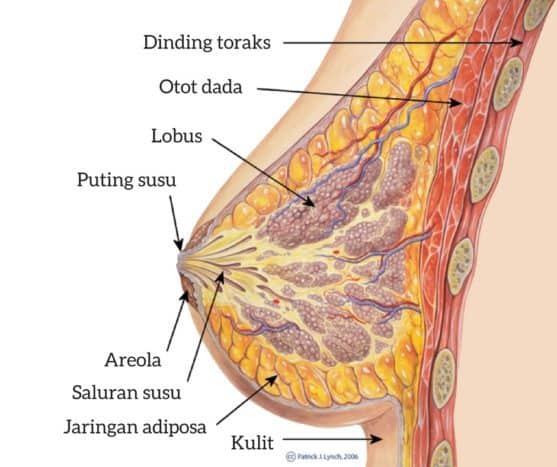 krūties anatomija
