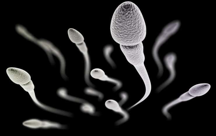 spermos kokybė
