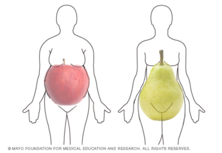 obuolių ir kriaušių kūno forma