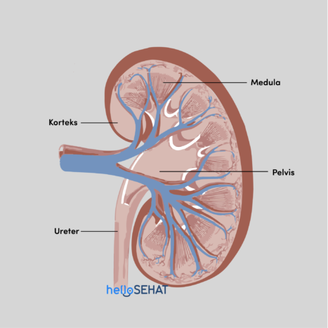 inkstų anatomija