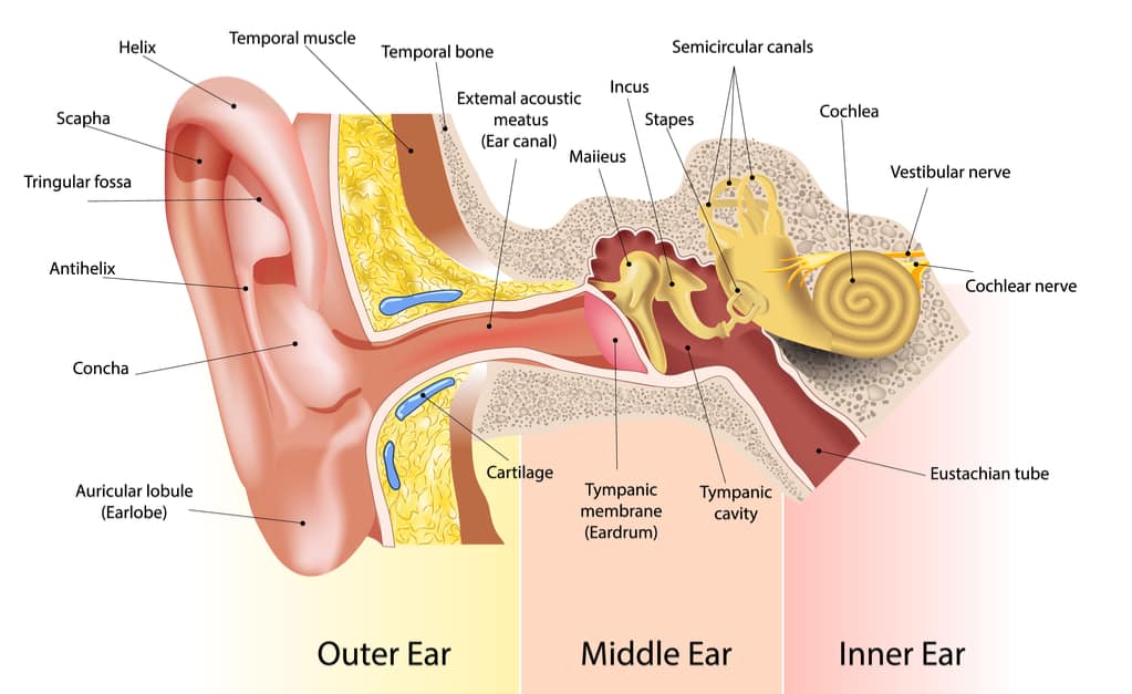 ausies dalis