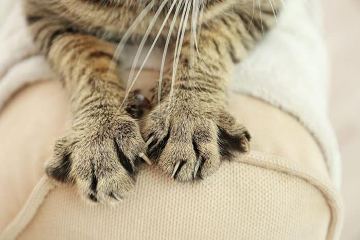 bartoneliozės katės nulio liga