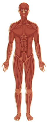 raumenų sistema