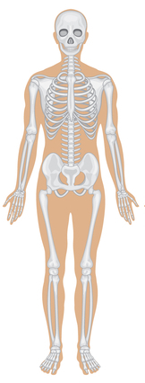 skeleto sistema