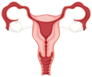 moterų reprodukcinė sistema