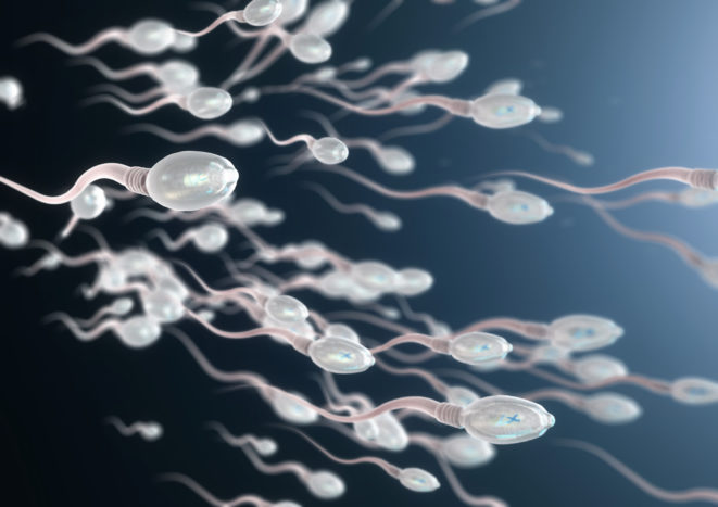 negyvi spermos