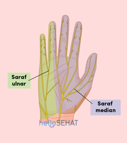 ranka - vidurinės ulnaro nervo vaizdas
