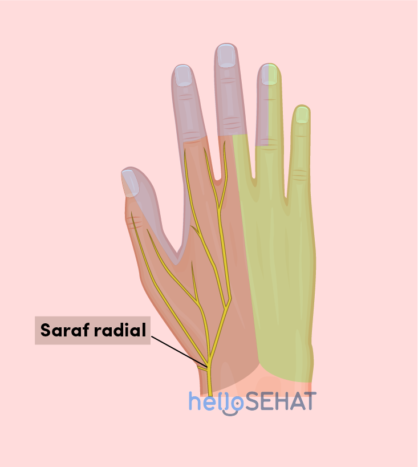 rankos vaizdas - radialinis nervas